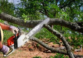 Best Tree Removal  in Metuchen, NJ